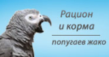 Попугай жако