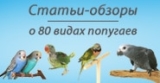 Где поставить клетку с попугаем?