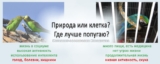 Как сделать жизнь попугая интересной и насыщенной?